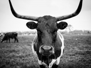 Black and White Bull